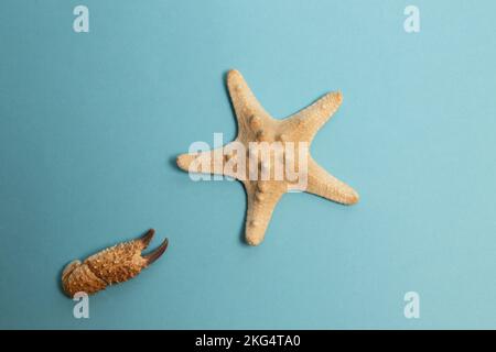 Starfish and a crab claw on blue background Stock Photo