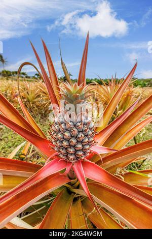 Red pineapple, Ananas bracteatus, growing in Maui, Hawaii, USA. Stock Photo
