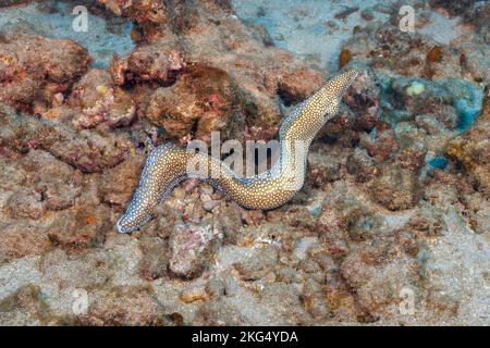 The whitemouth moray eel, Gymnothorax meleagris, is not found out on the reef during the day usually, Hawaii. Stock Photo
