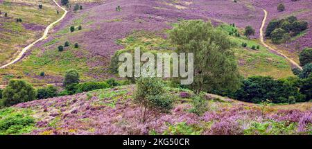 Footpaths and Heather on rolling heathland hills above Sherbrook Valley Cannock Chase Area of Oustanding Natural Beauty Staffordshire England UK Stock Photo