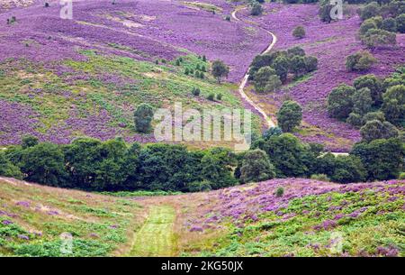 Footpaths and Heather on rolling heathland hills above Sherbrook Valley Cannock Chase Area of Oustanding Natural Beauty Staffordshire England UK Stock Photo