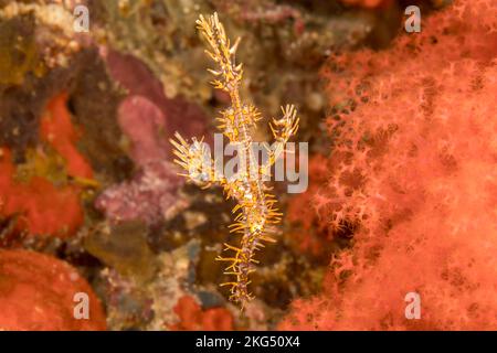 This juvenile ornate ghost pipefish, also known as a harlequin ghost pipefish, Solenostomus paradoxus, has two tiny brittlestar hitchhikers wrapped ar Stock Photo