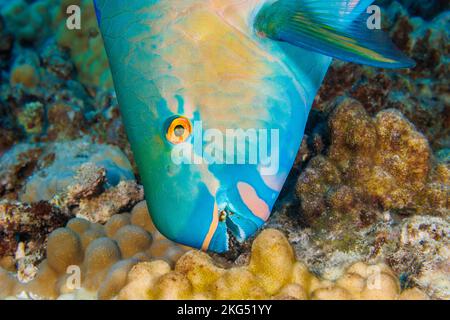 This ember parrotfish, Scarus rubroviolaceus, is coming in for a bite of coral and algae, Hawaii. This is the terminal or final phase of a supermale e Stock Photo