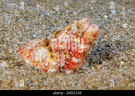 A close look at a Henshaw's snake eel, Brachysomophis henshawi, also known as a crocodile eel, Hawaii. Stock Photo