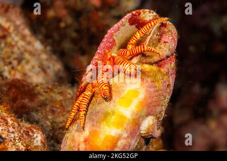 The cone shell hermit crab, Ciliopagurus strigatus, has a specialized flat body that allows it to squeeze into the narrow opening of a cone shell, Haw Stock Photo