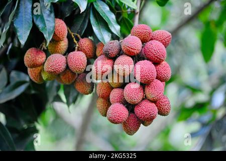 Lychee fruit, scientific name Litchi chinensis Sonn, also known as lychee and alexia. It belongs to the Sapindaceae family and originated in China. Stock Photo