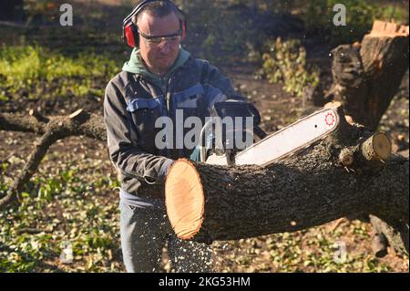 A man saws a tree with a chainsaw. sawdust is flying. Stock Photo