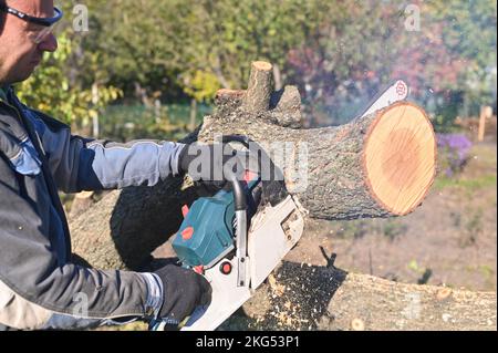 A man with a chainsaw in his hands in the process of sawing a tree. sawdust is flying. Stock Photo