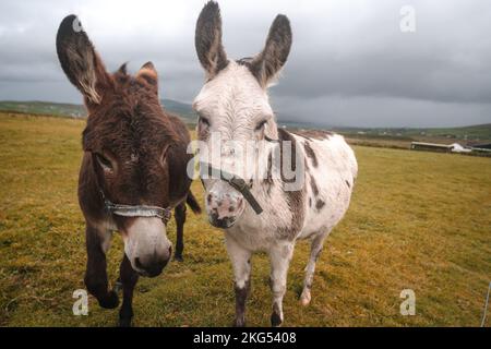 Donkeys in Ireland. Funny picture of farm animals Stock Photo