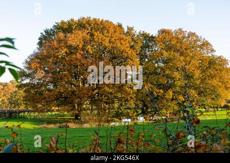 Autumn colour on oak trees in Sussex, England Stock Photo