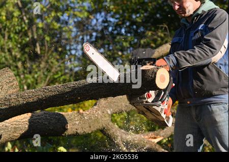 sawing wood. A woodcutter is harvesting firewood. Stock Photo