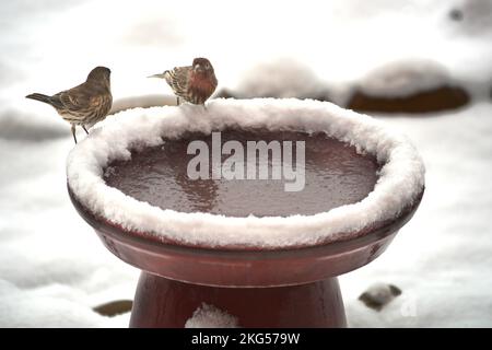 A pair of house finches (Haemorhous Mexicanus) visit a backyard bird bath after a light snowfall in New Mexico, USA. Stock Photo