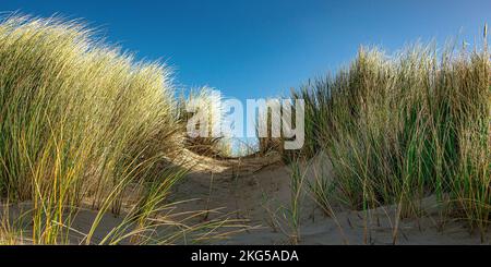 This image shows beach grass that protects the Dutch dunes from wind erosion Stock Photo