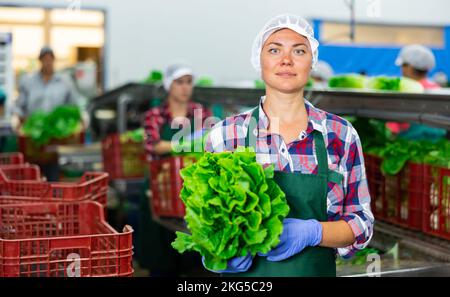 Smiling female employee of sorting factory packing lettuce into boxes ...