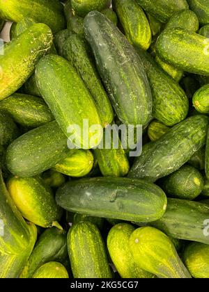 Cucumber background, cucumber harvest, group of cucumbers from the field, fresh cucumber from local farmers, organically grown produce Stock Photo