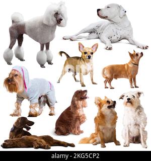 Collage of domestic dogs isolated on white Stock Photo