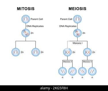 Scientific Designing of Differences Between Meiosis and Mitosis. Colorful Symbols. Vector ...