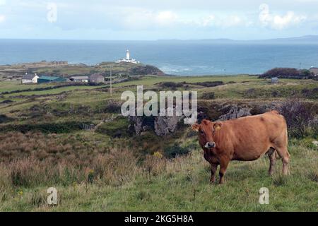 Dublin, Ireland. 2nd Oct, 2022. 20221002 - A cow grazes with Fanad Head lighthouse at the mouth of Lough Swilly in the background in northern County Donegal, Ireland. (Credit Image: © Chuck Myers/ZUMA Press Wire) Stock Photo