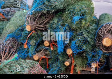 Live fresh Douglas Fir Christmas trees in netting on a palette to be added to Christmas tree lot Stock Photo