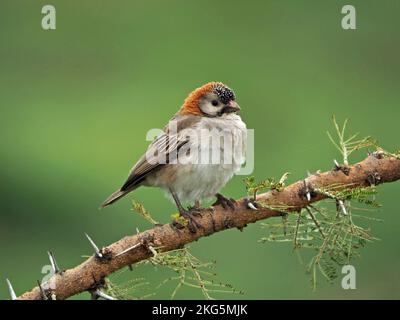 Speckle-fronted Weaver (Sporopipes frontalis) perched on spiny branch of Whistling-thorn Acacia (Acacia drepanolobium) in Masai Mara Kenya , Africa Stock Photo
