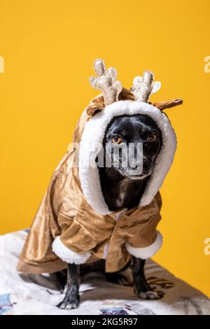 Small Chihuahua Mix Dog in Reindeer Costume Seated | Mango Yellow Background Stock Photo