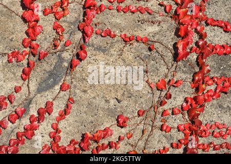 Leaves of the fence creeper plant in bright red autumn color. Close up view under strong sunlight. Red leaves in sunlit rows on a gray concrete wall. Stock Photo