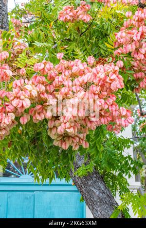 The large, pink flowers of Chinese Flame Tree next to aqua painted wooden doors. Stock Photo