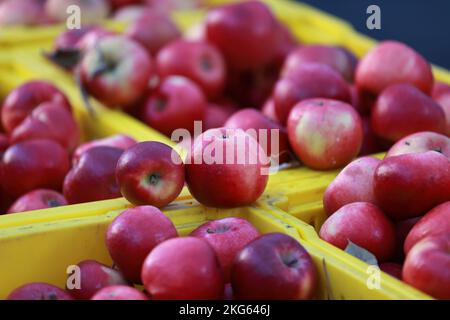 Apples on display at a the Union Square in New York, New York, Wednesday, Nov. 9, 2022. (Photo: Gordon Donovan) Stock Photo