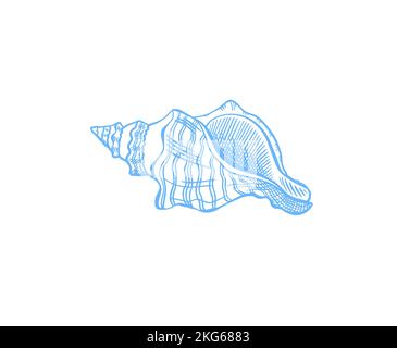 Seashell sketch drawing vector illustration Stock Vector