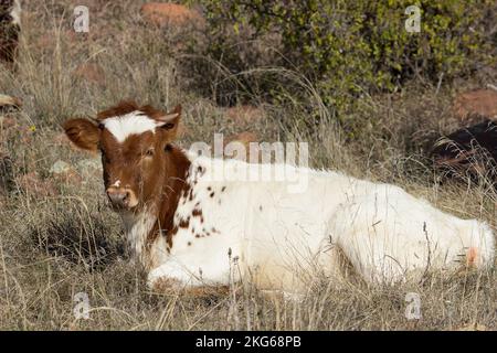 Texas Longhorn Calf Lying Down in the Grass Stock Photo