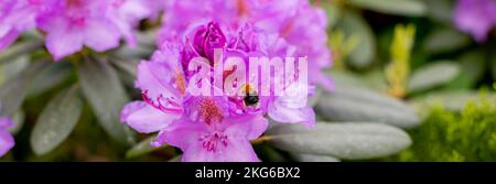 Rhododendron ,beautiful blooming azalea - flowering decorative shrubs.flowers are fully opened, small bee. Japanese flowers. botanical garden.plant in Stock Photo