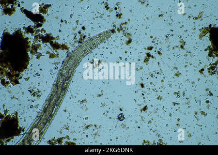 soil worms and bug in a compost pile Stock Photo