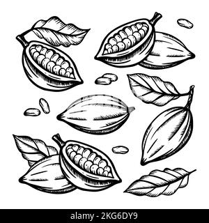 COCOA FRUIT And Cocoa Beans Of Theobroma Tree Monochrome Design On White Background In Vintage Style Hand Drawn Clip Art Vector Illustration Set For P Stock Vector