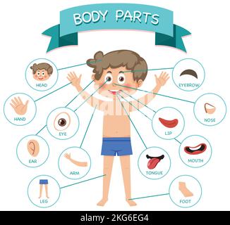 Body parts with vocabulary illustration Stock Photo - Alamy