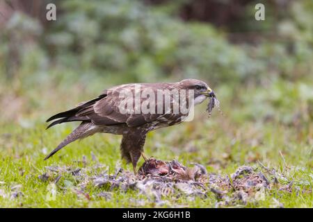 Common buzzard Buteo buteo, adult feeding on Common pheasant Phasianus colchicus, adult female, Suffolk, England, November Stock Photo