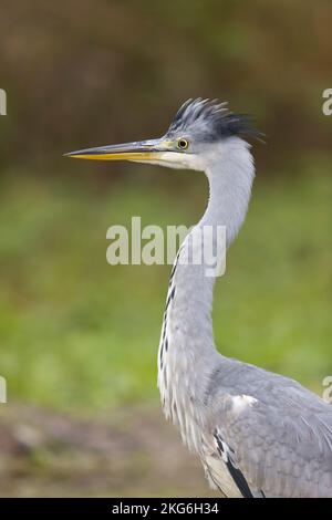 Grey heron Ardea cinerea, adult portrait, Suffolk, England, November Stock Photo