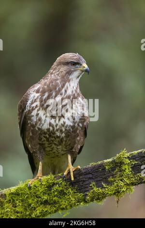 Common buzzard Buteo buteo, adult standing on fence, Suffolk, England, November Stock Photo