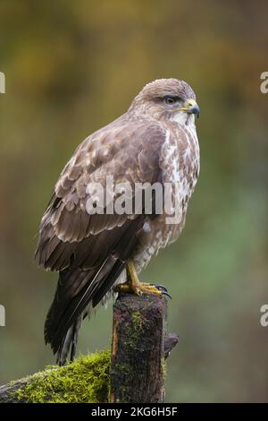 Common buzzard Buteo buteo, adult standing on post, Suffolk, England, November Stock Photo