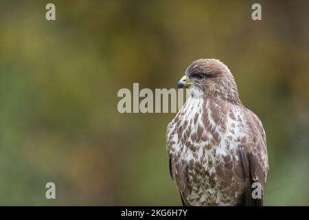 Common buzzard Buteo buteo, adult portrait with background of autumn leaves, Suffolk, England, November Stock Photo