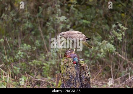 Common buzzard Buteo buteo, adult feeding on Common pheasant Phasianus colchicus, adult male, Suffolk, England, November Stock Photo