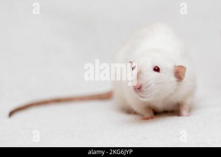 White rat on white background. Stock Photo