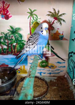 A little blue lovebird perched on a pole inside a cage. Stock Photo