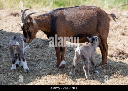 brown mom goat with her young Stock Photo
