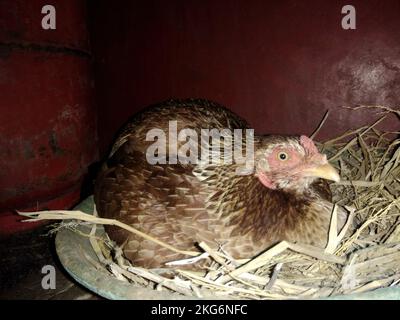 A chicken is sitting on its coop and looking angry and scared. Stock Photo