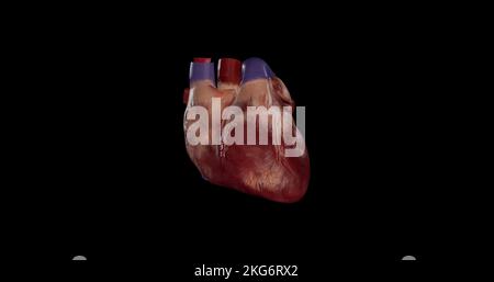 Anterior view of Heart Stock Photo