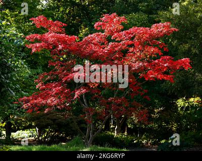 Close up of the red autumn leaves of the large shrub or small garden tree acer japonicum aconitifolium. Stock Photo
