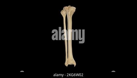 Anterior view of Bones of Right Leg Stock Photo