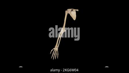 Posterior View of Bones of Upper Limb Stock Photo - Alamy