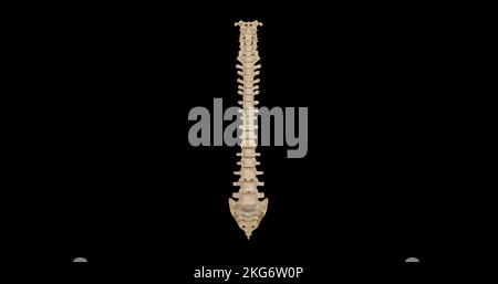 Anterior view of Vertebral Column Stock Photo