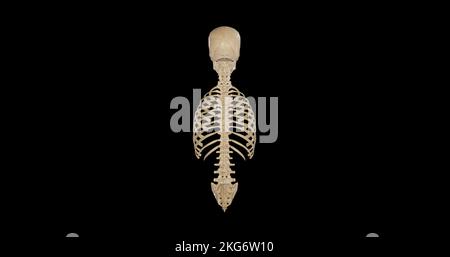 Axial Skeleton Anatomy - Posterior View Stock Photo